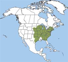 wild indigo duskywing