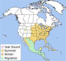 yellow-billed cuckoo