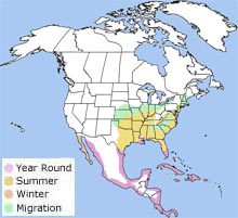 yellow-crowned night heron