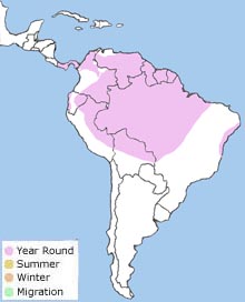 yellow-rumped cacique