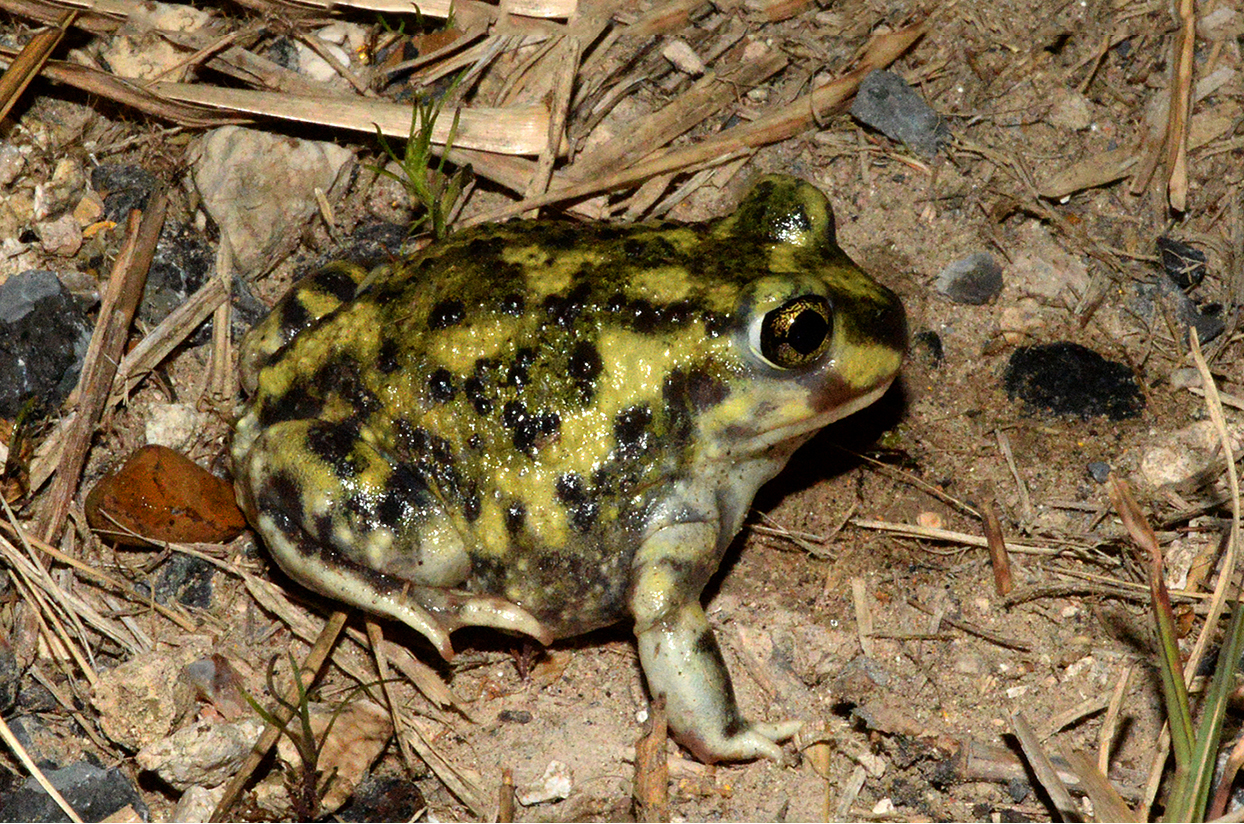 Scaphiopodidae Archives NatureWorks Scaphiopodidae Archives NatureWorks