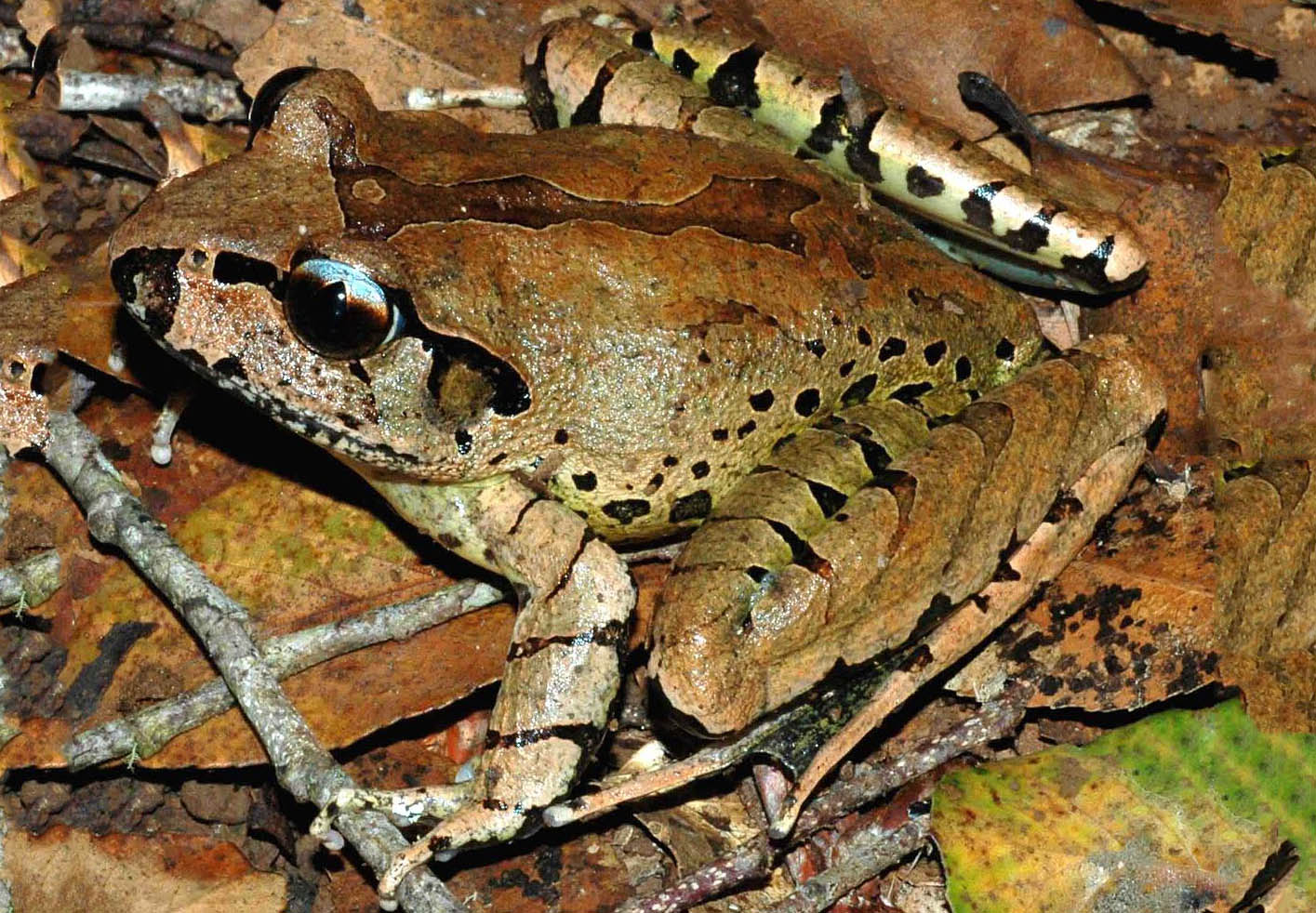 Myobatrachidae Archives NatureWorks