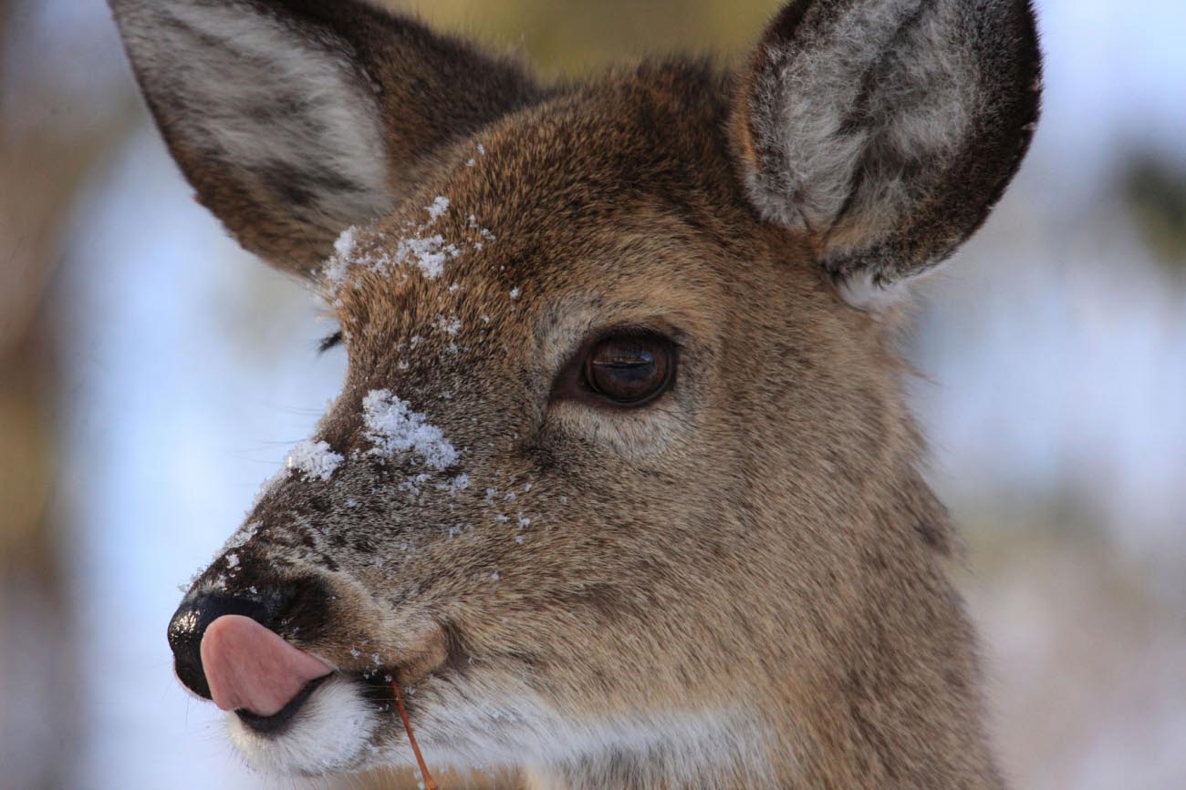 Deer in snow.