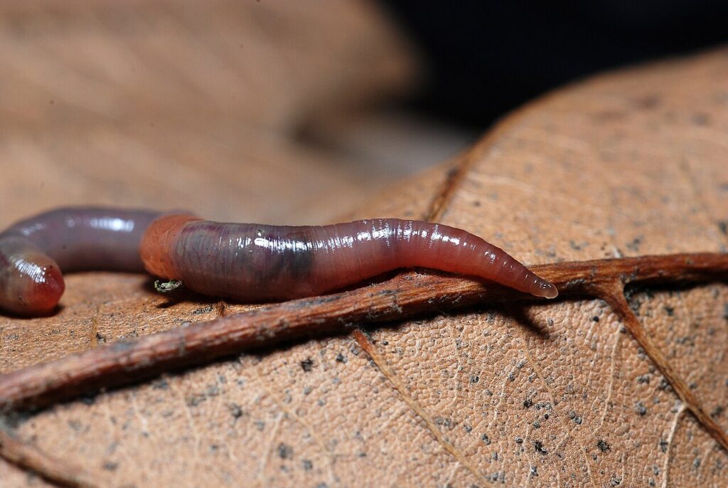 Earthworm