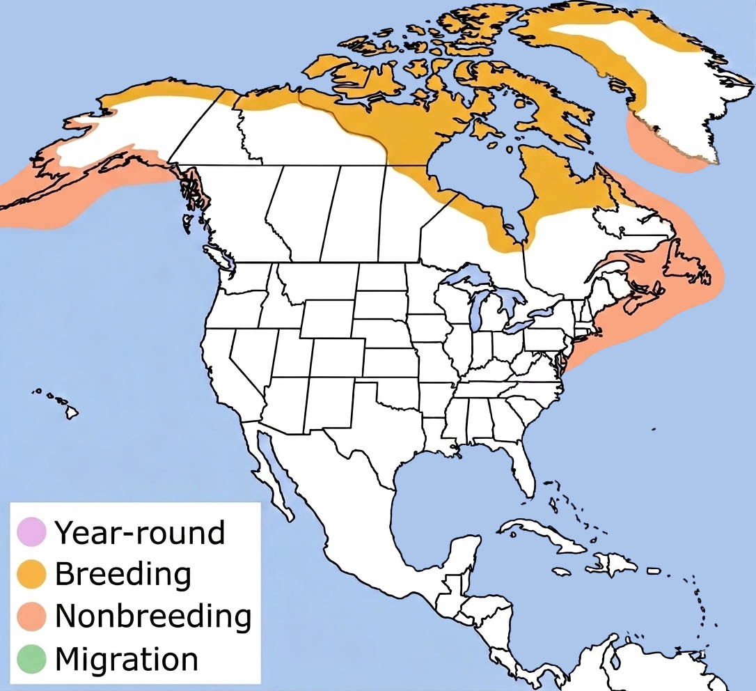 King Eider Range