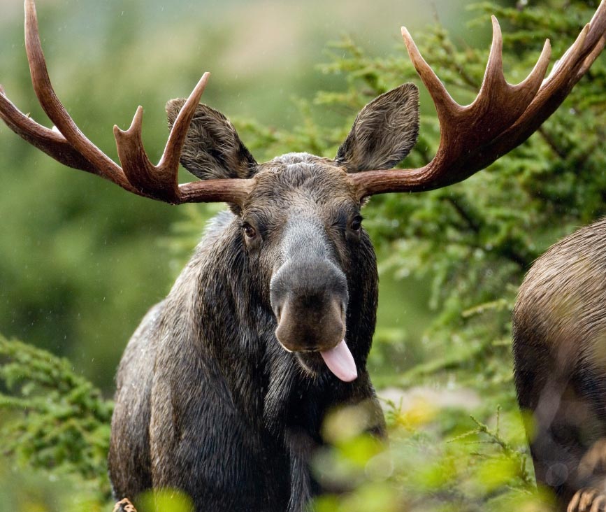 Moose eating