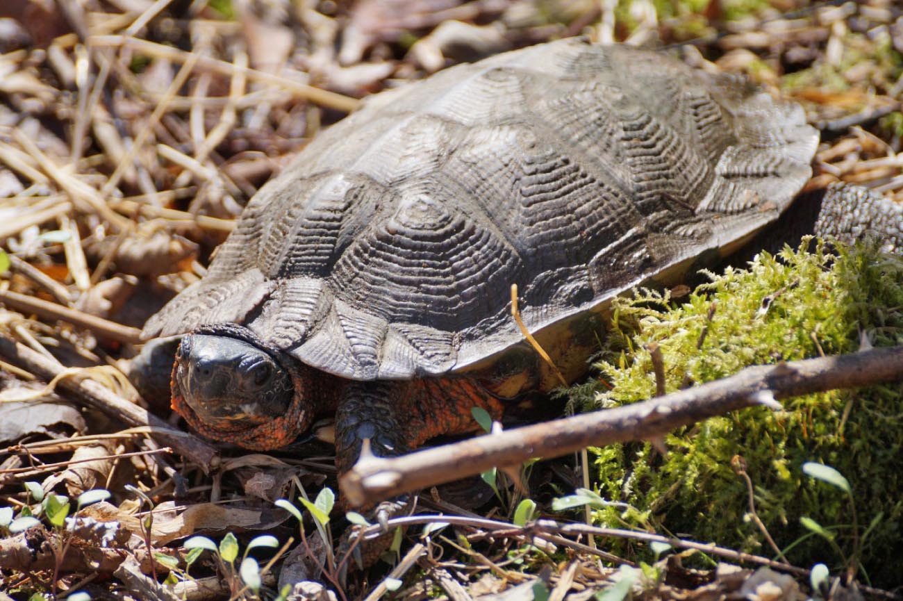 Wood Turtle