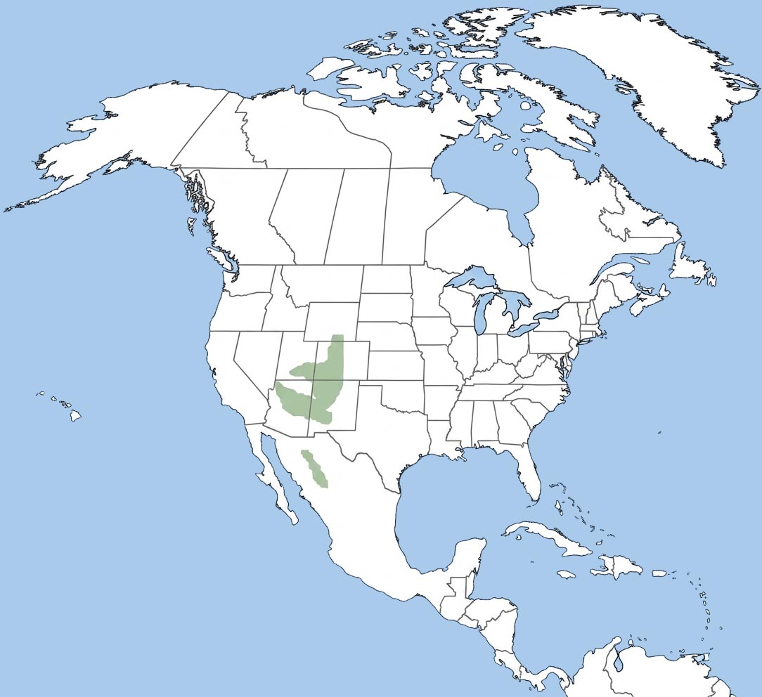 Abert's Squirrel Range