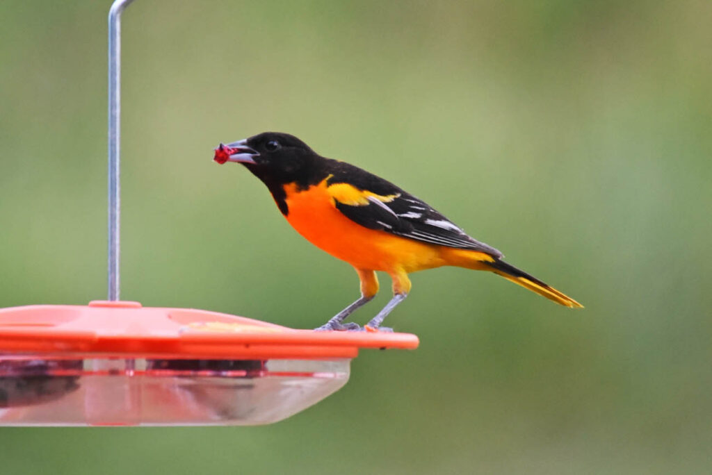 Baltimore Oriole at feeder.