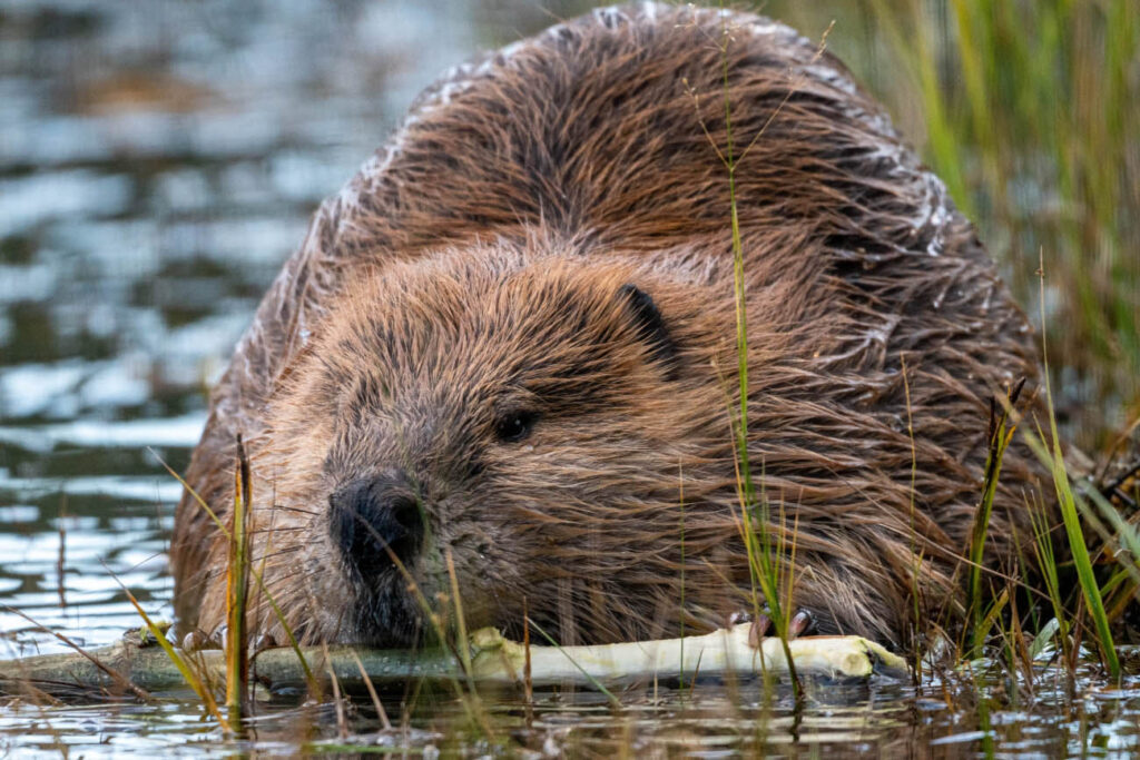 Beaver with stick