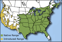bullfrog range