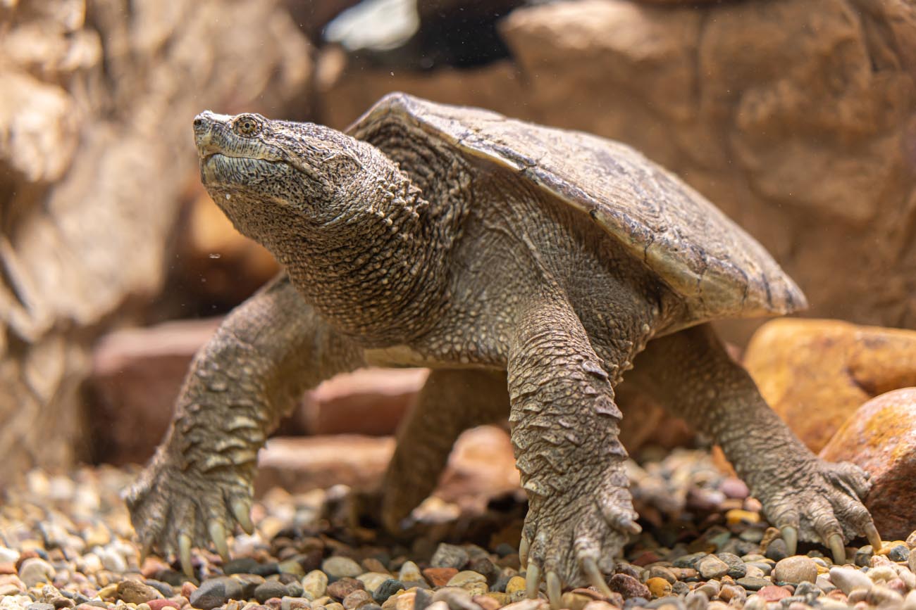 Common Snapping Turtle