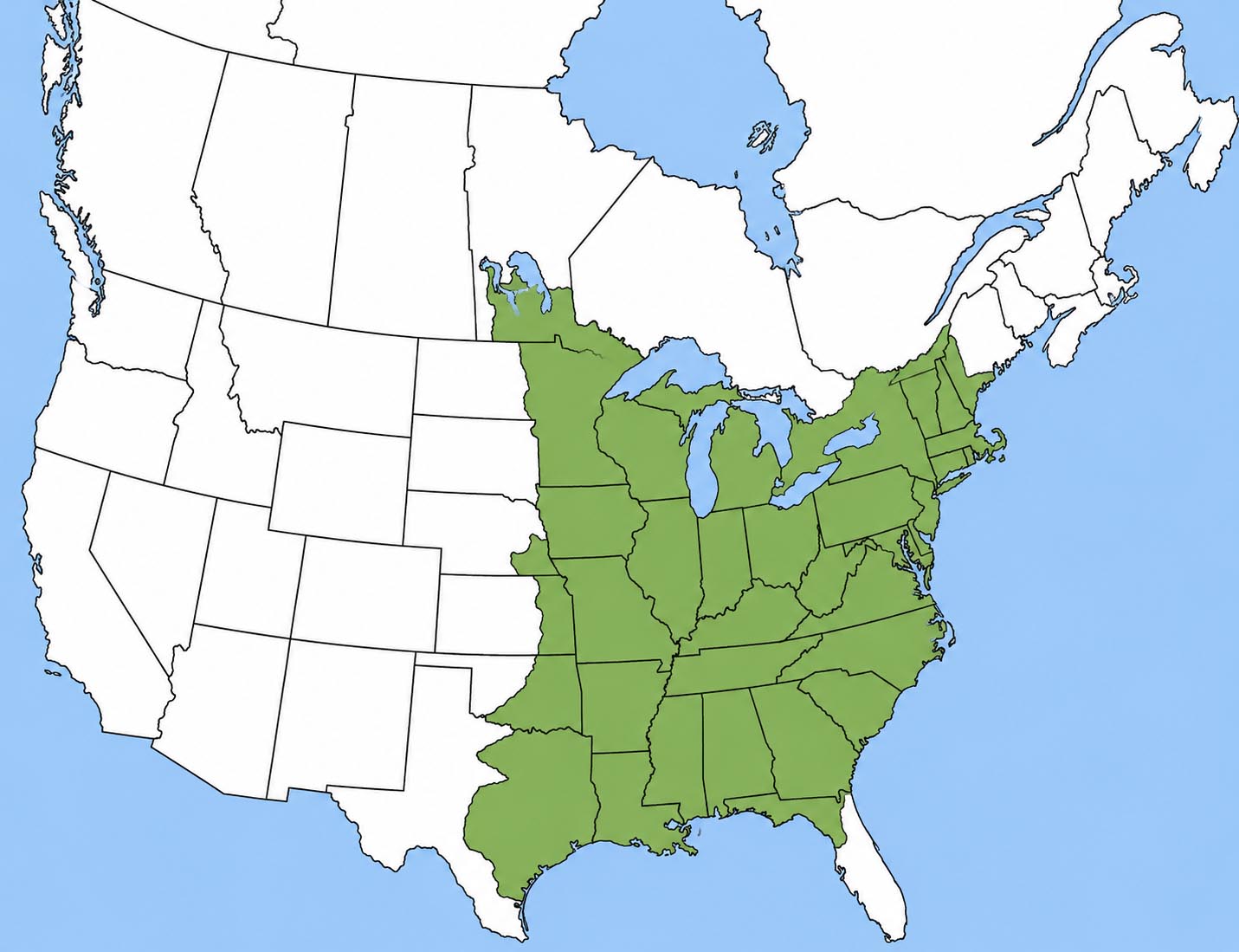 Cope's gray treefrog
