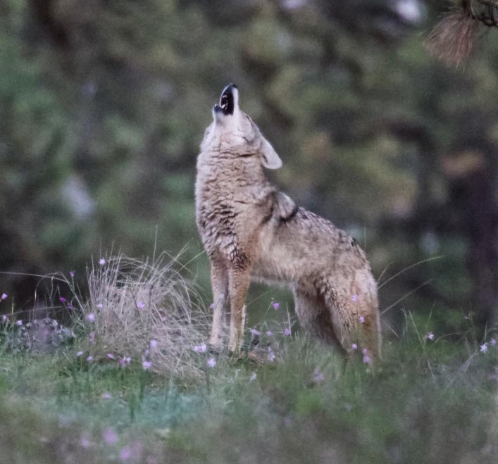 Howling Coyote
