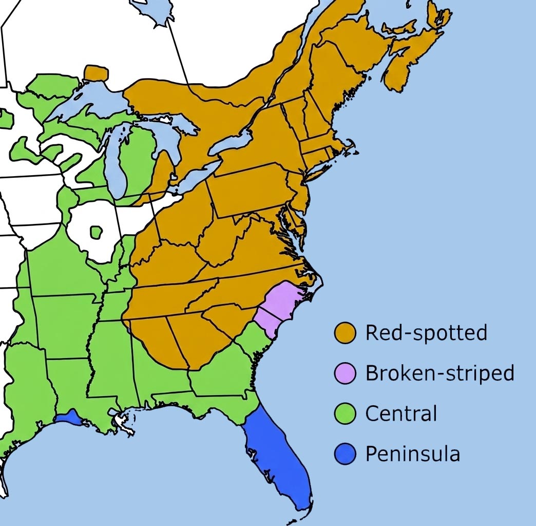 Eastern Newt Range