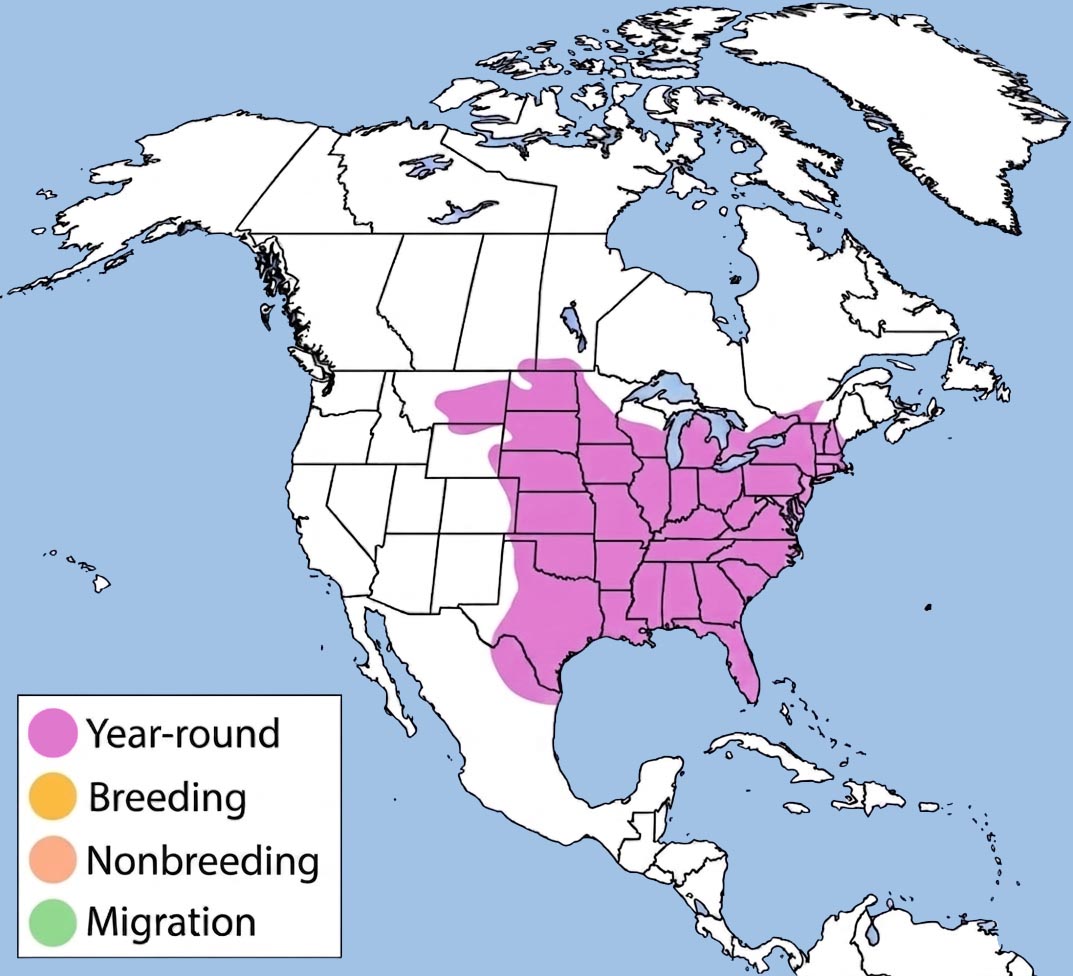 Eastern Screech Owl Range