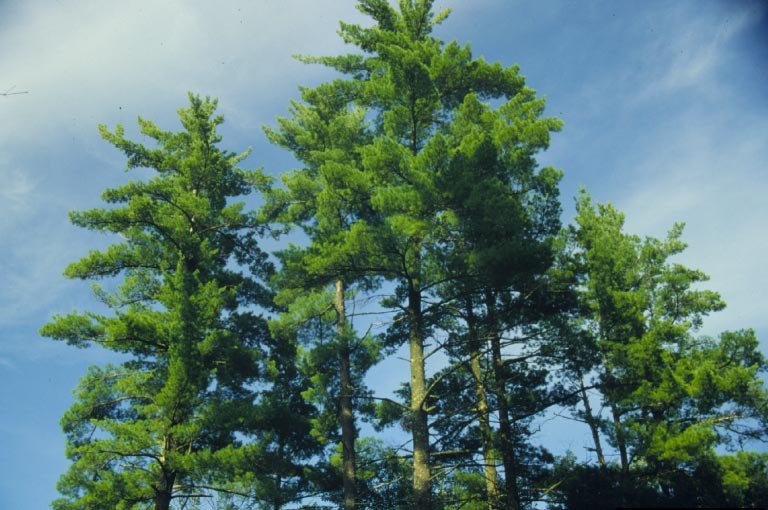 Eastern White Pine Tree