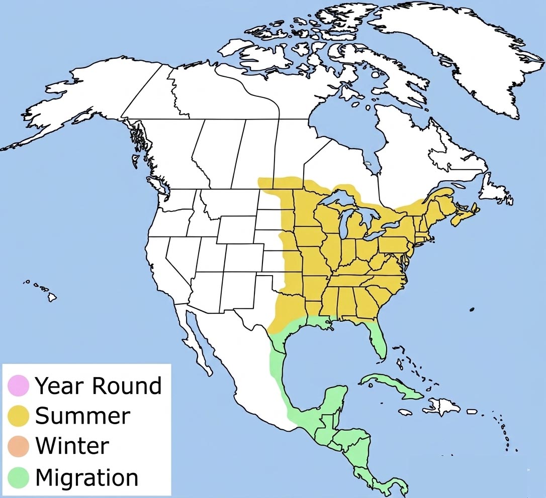 Eastern Wood-pewee