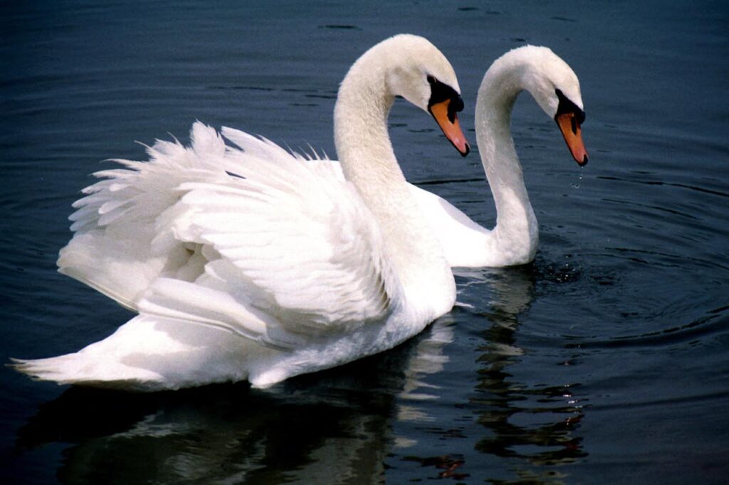 Mute Swan