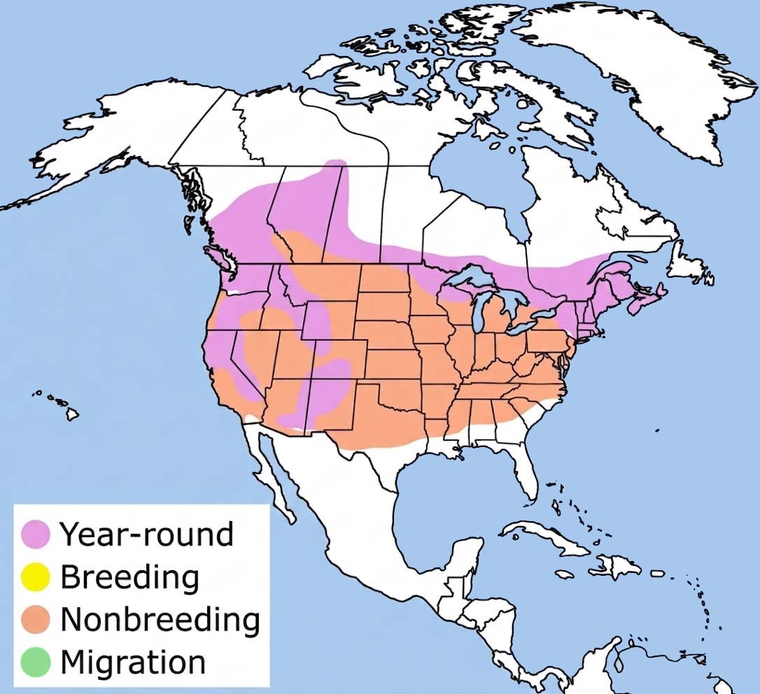 Evening Grosbeak Range