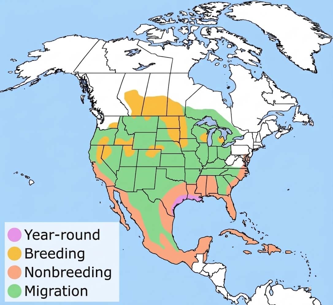 Forster's Tern Range