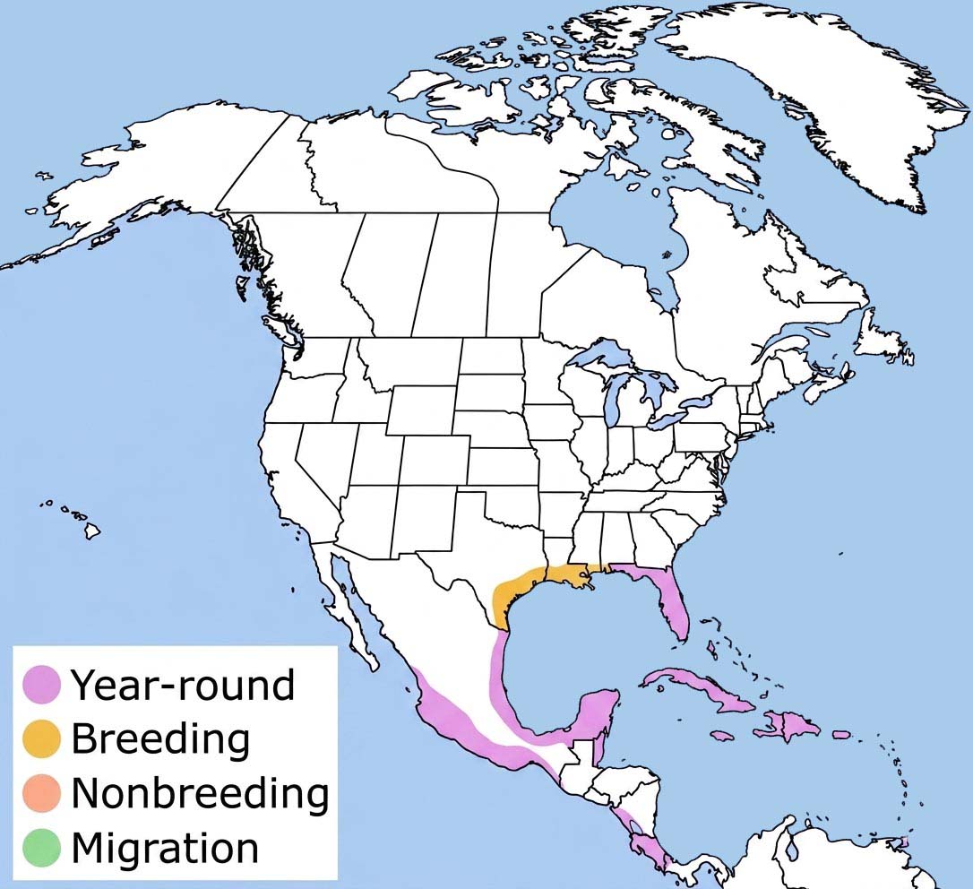 Fulvous Whistling Duck