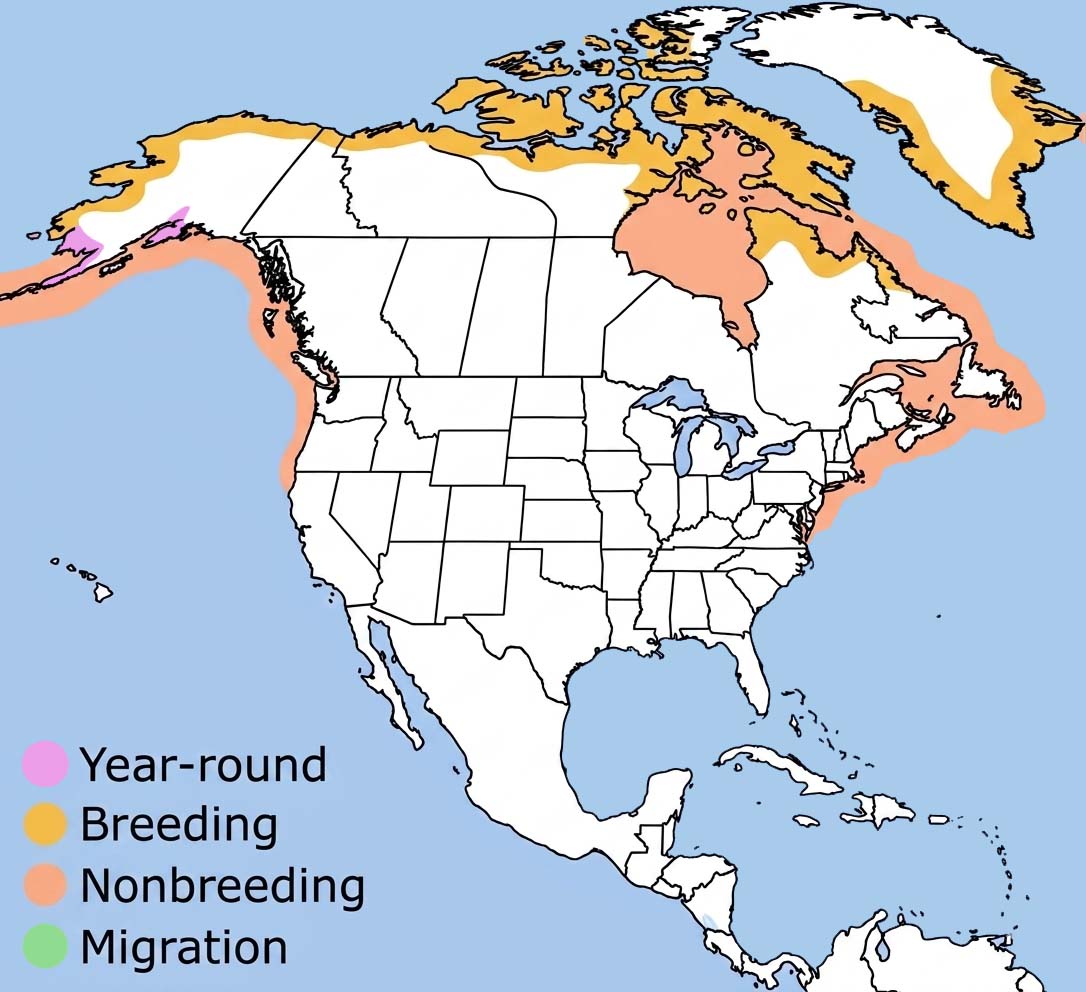 Glaucous Gull Range