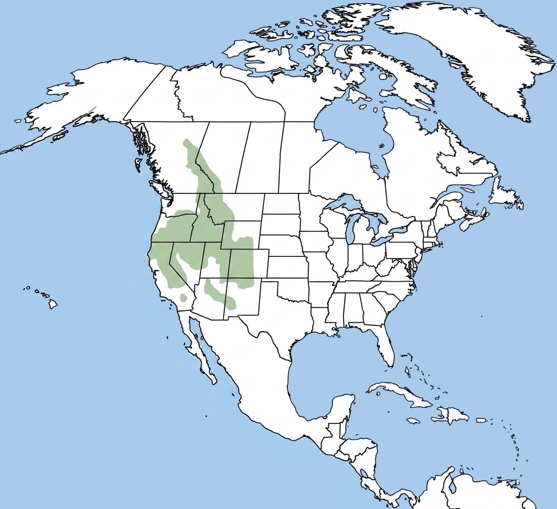 Golden-mantled Ground Squirrel