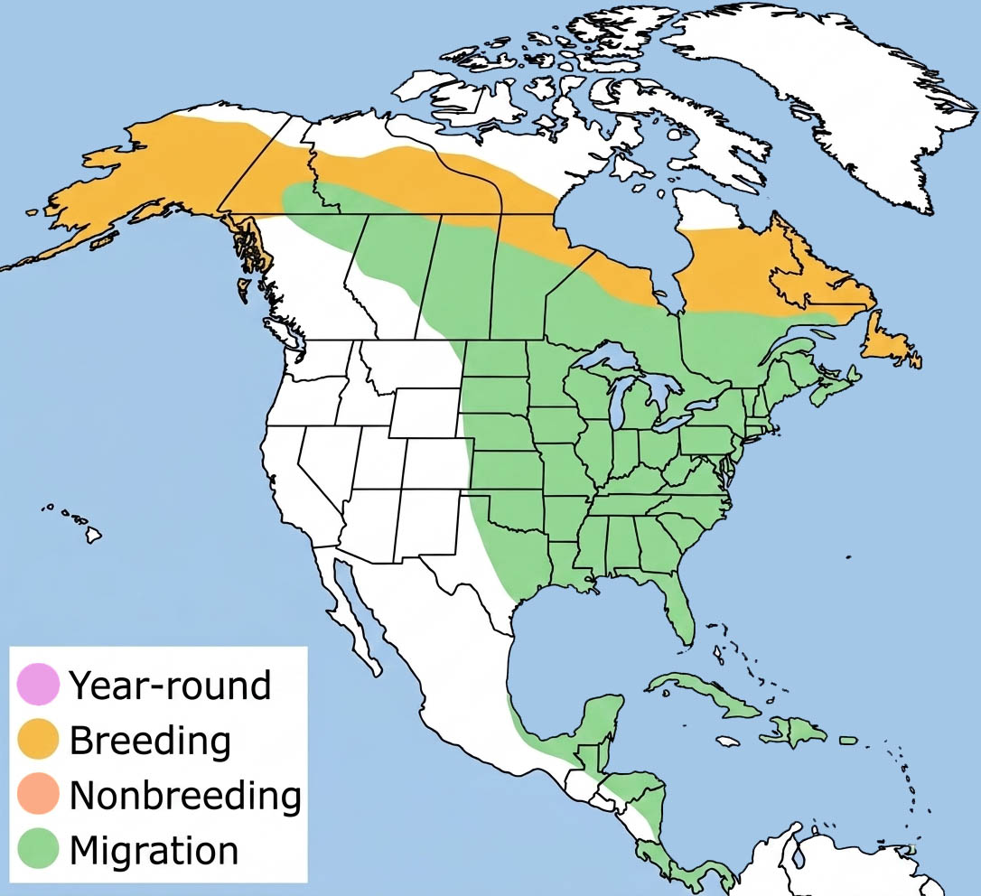Gray-cheeked Thrush Range