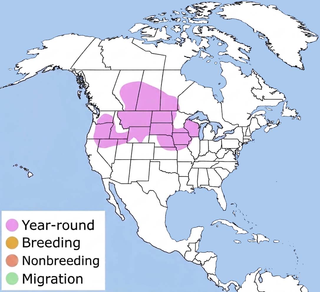 Gray Partridge Range