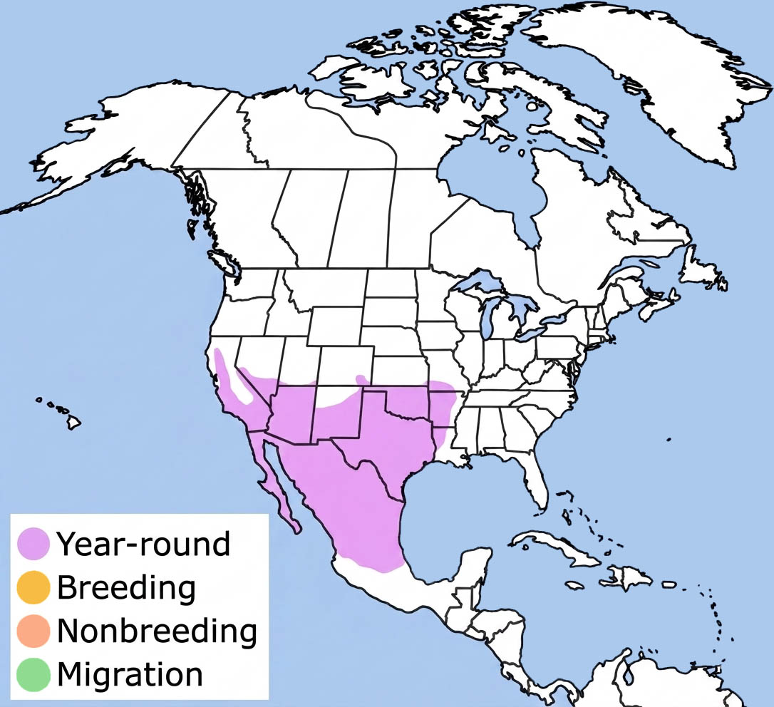 Greater Roadrunner