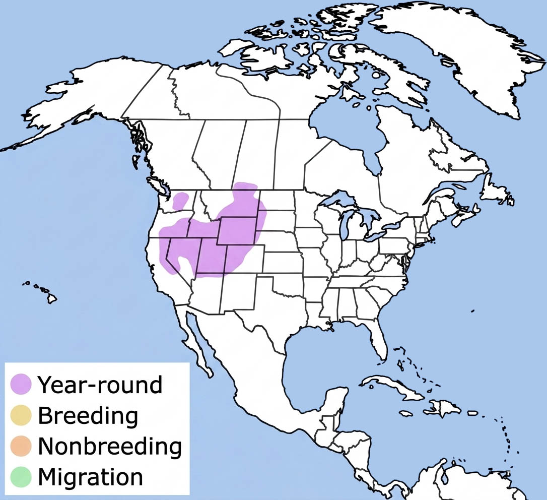 Greater Sage-grouse