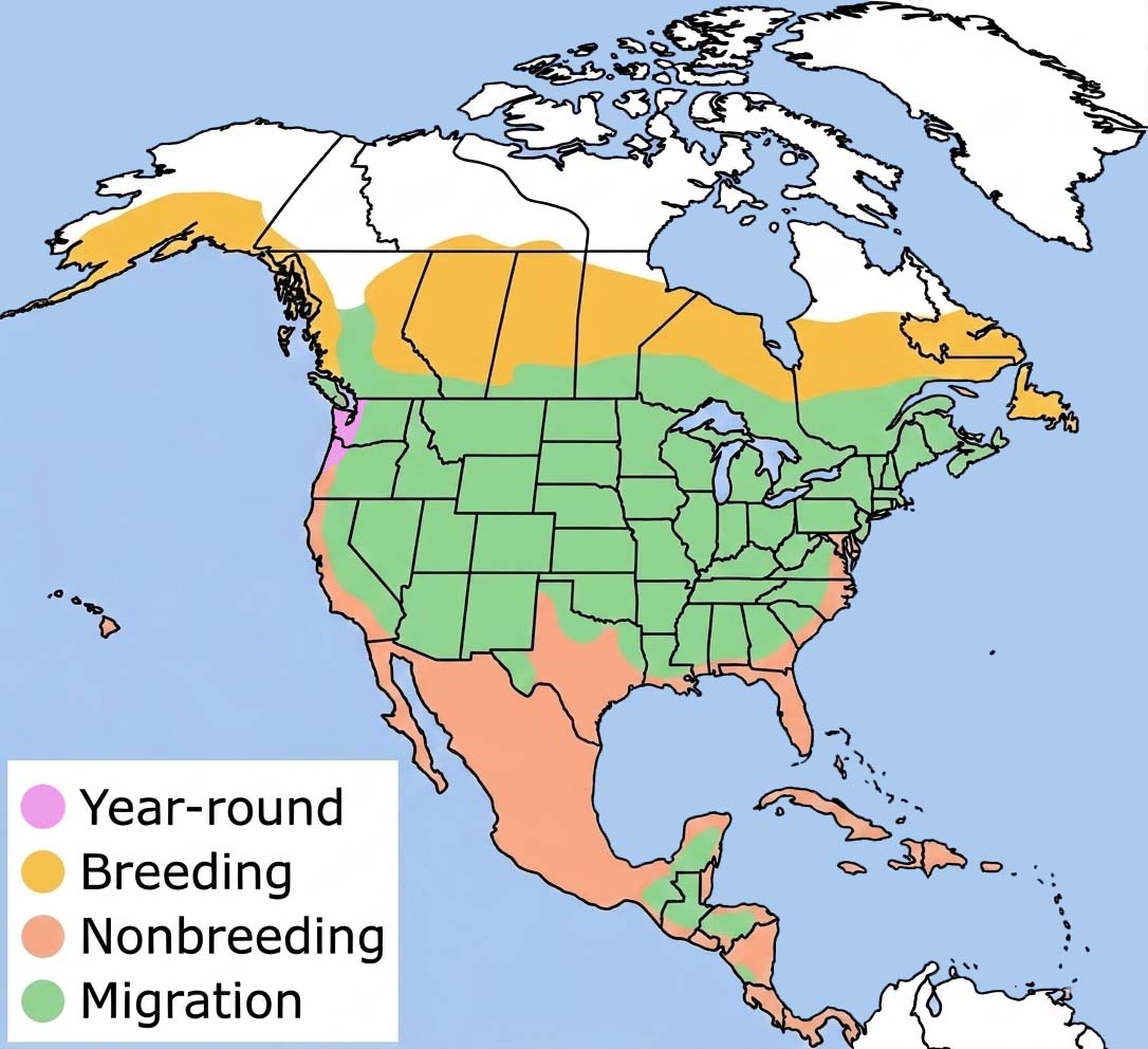 Greater Yellowlegs Range
