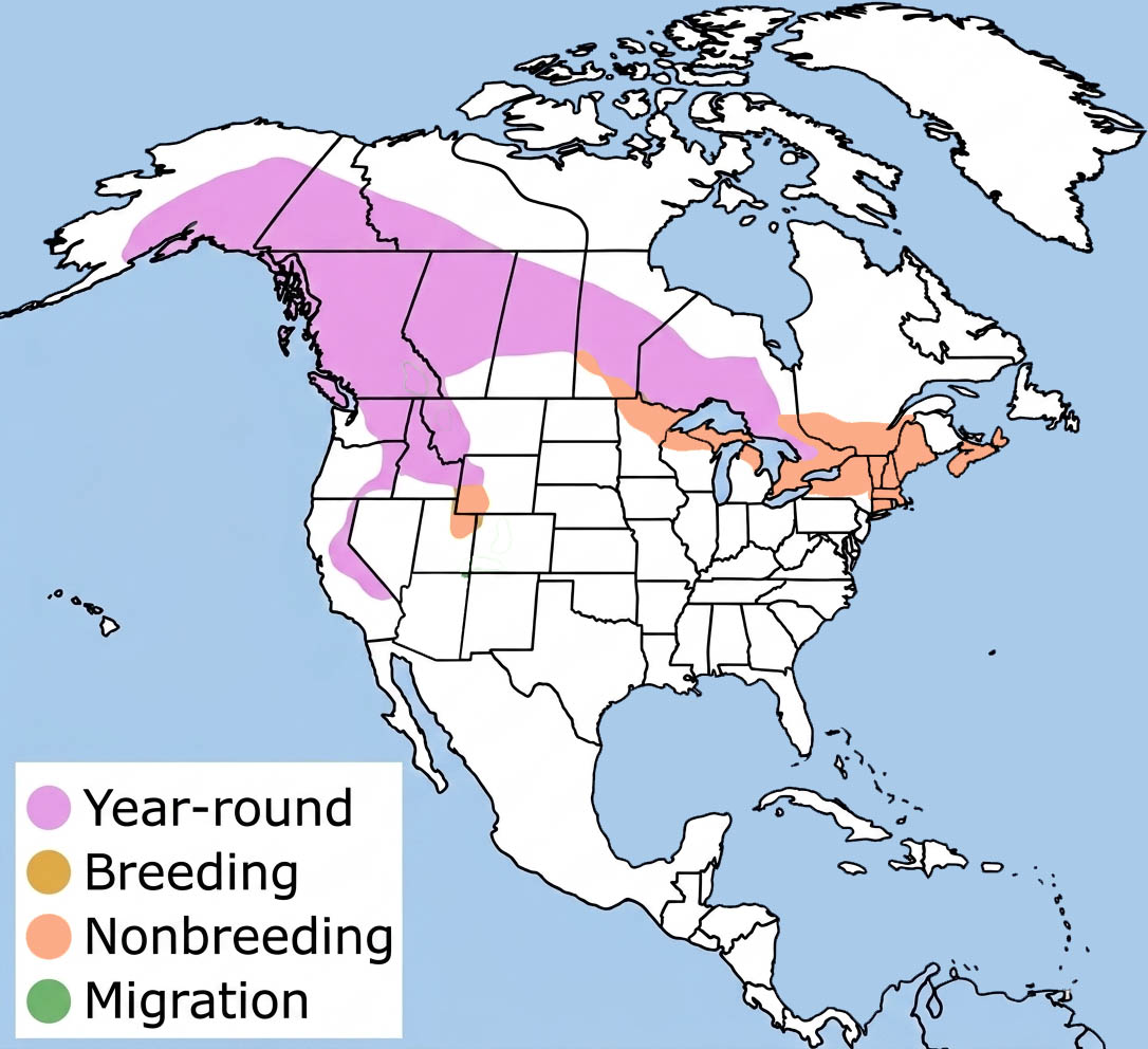 Great Gray Owl Range