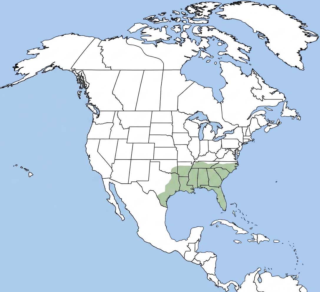 Green Anole Range