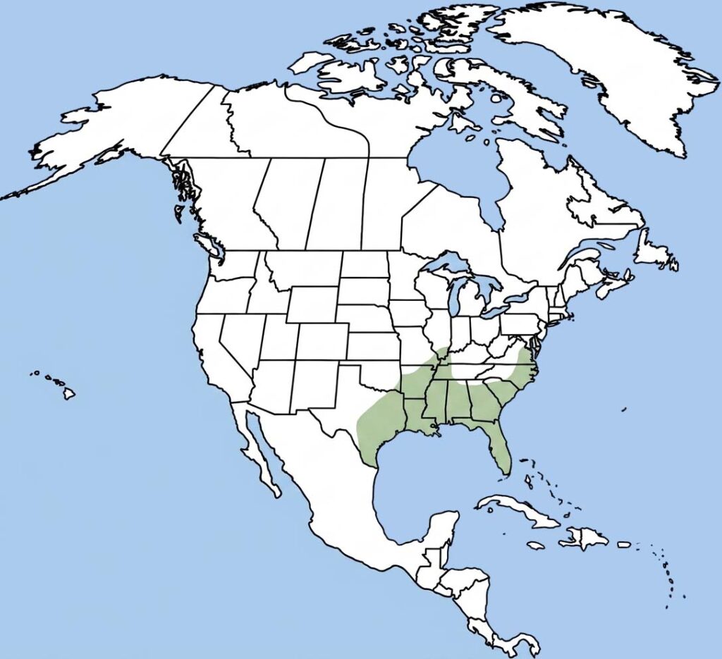 Green Treefrog | Dryophytes cinereus - NHPBS NatureWorks