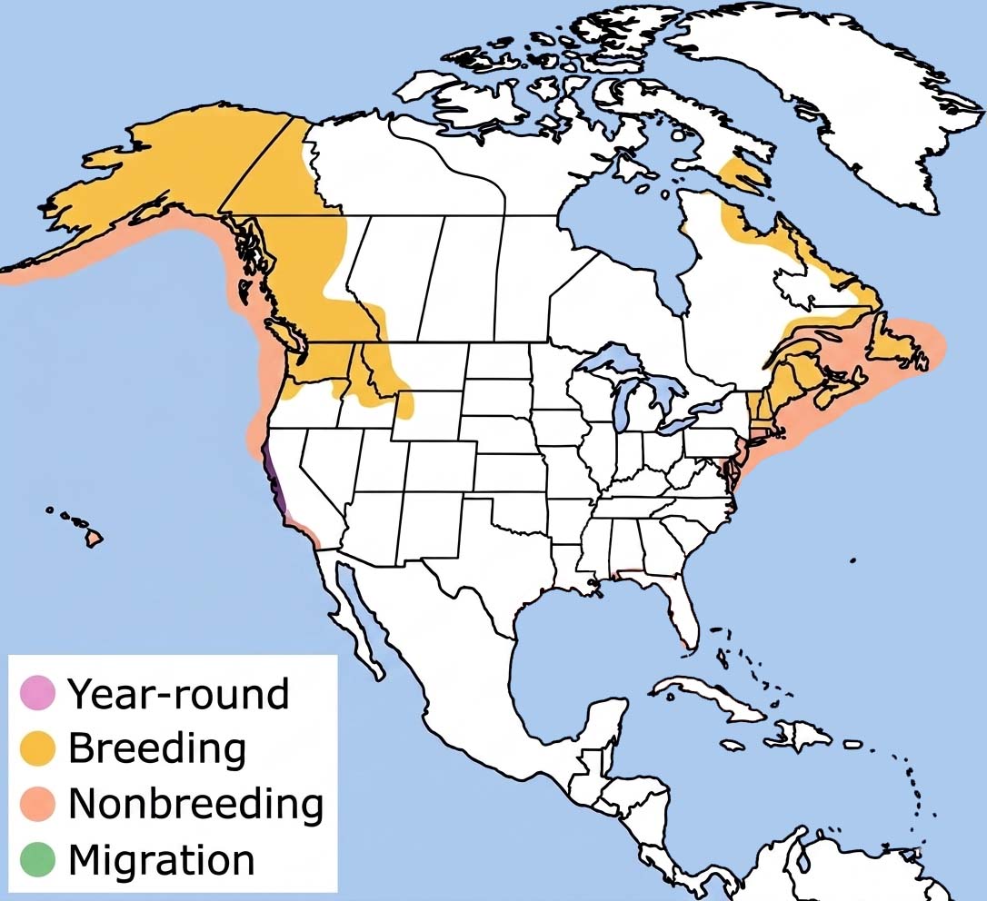 Harlequin Duck Range