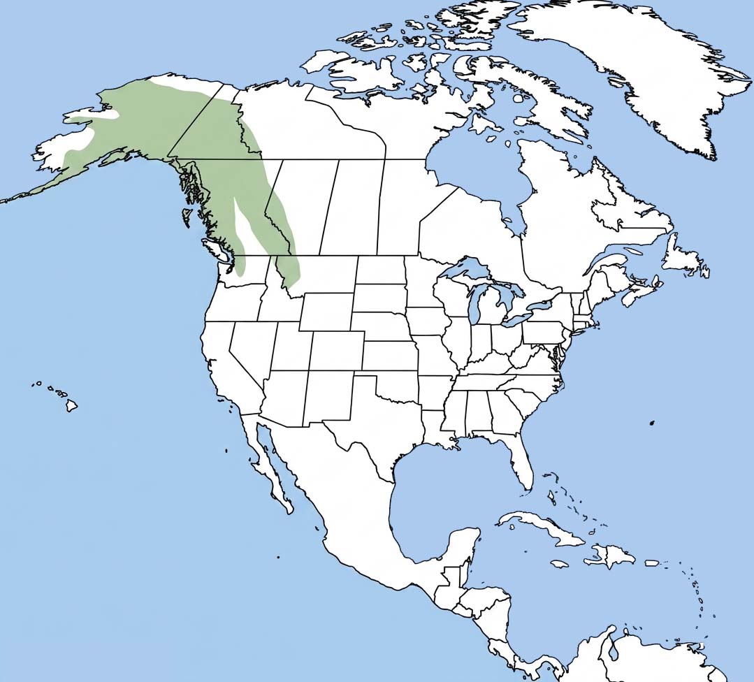Hoary Marmot Range
