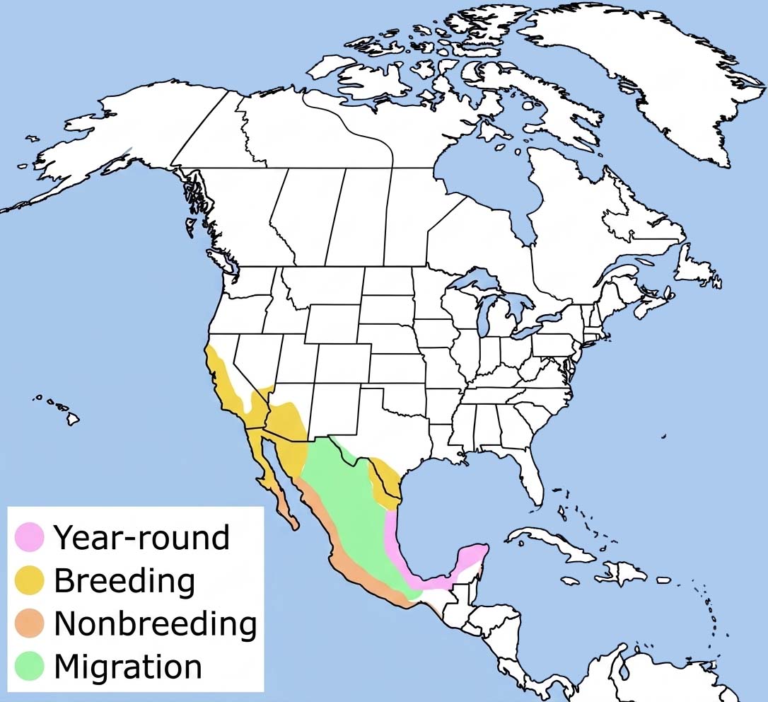 Hooded Oriole Range