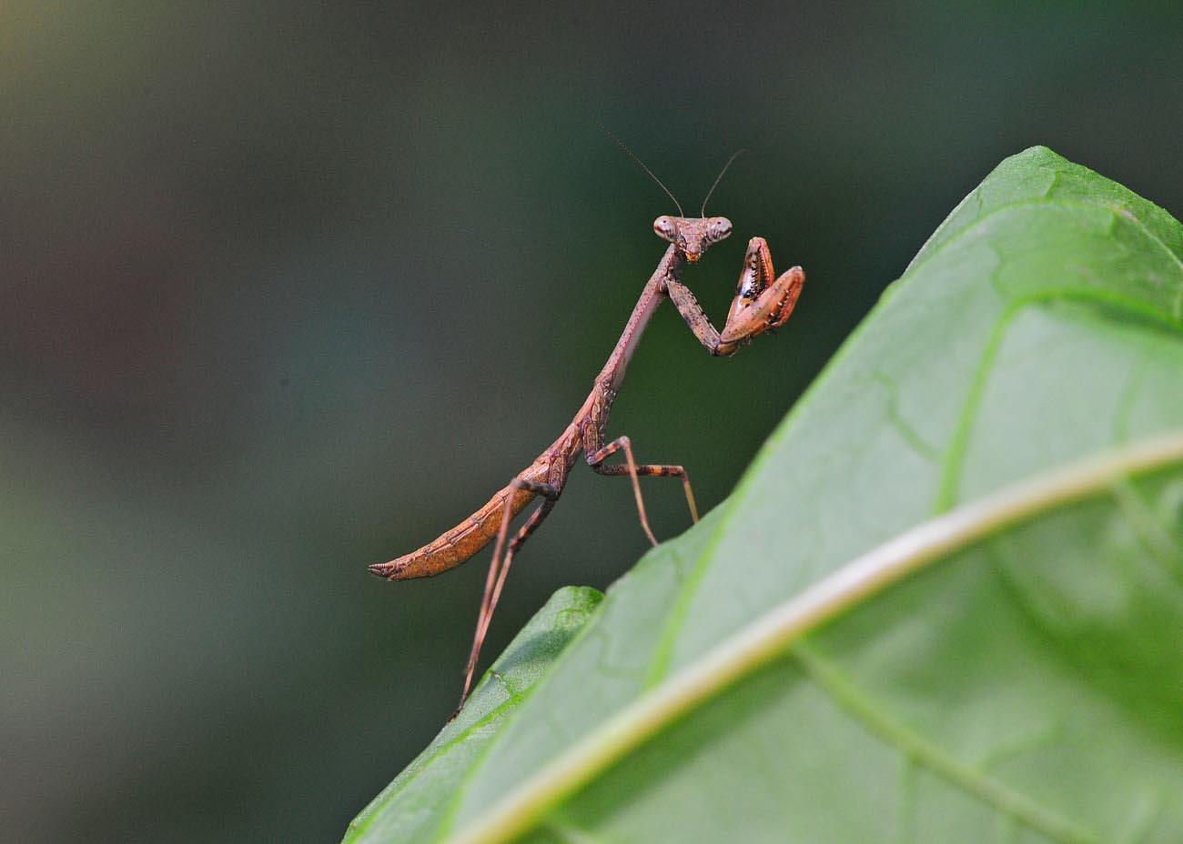 Mantis