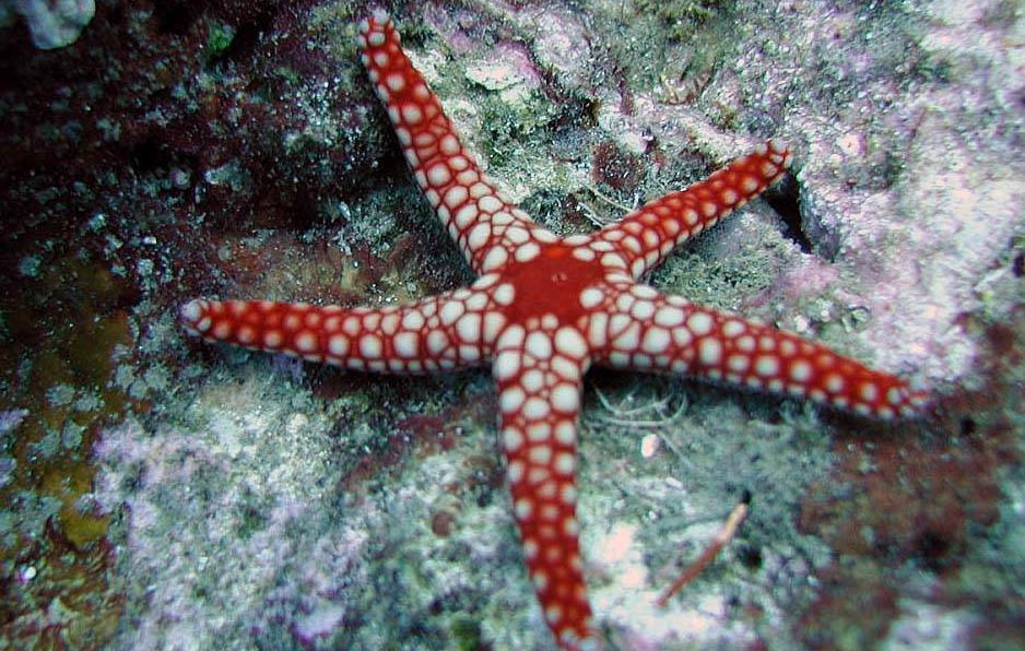Necklace Starfish