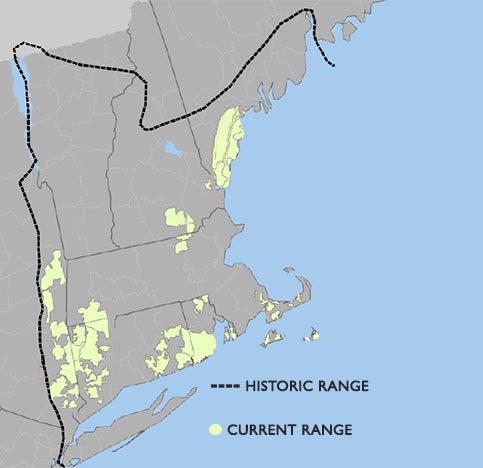 New England Cottontail Map