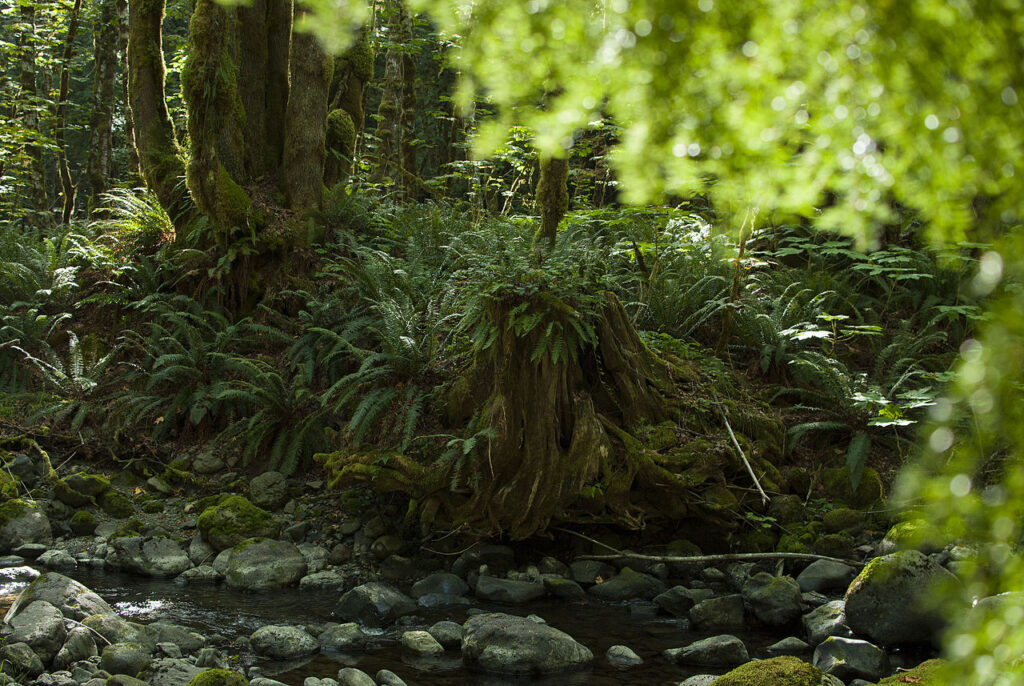 Pacific rainforest