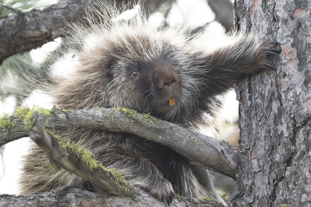 Porcupine in a tree