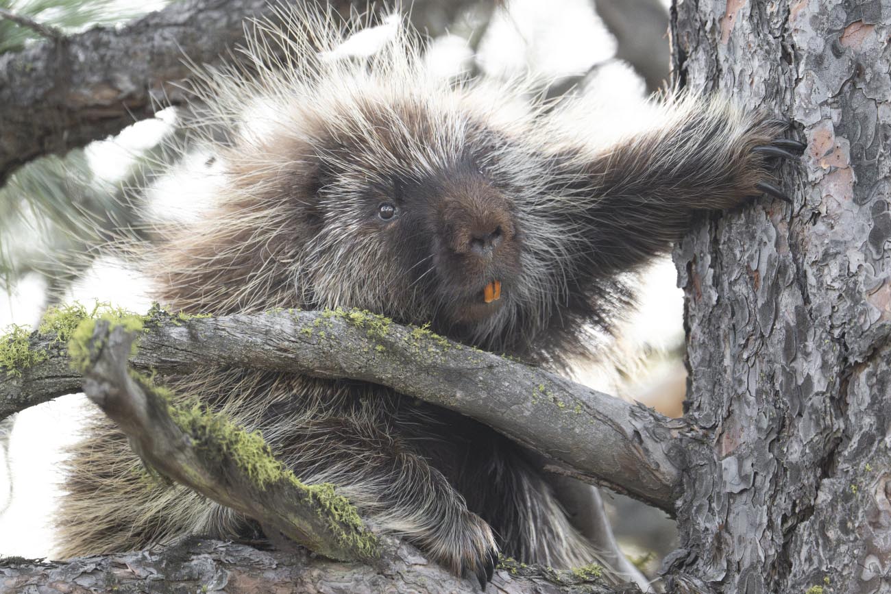 Porcupine in a tree
