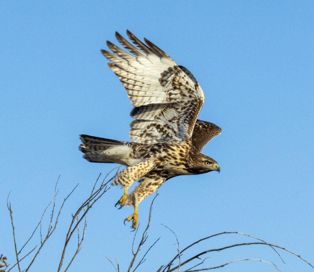 Red-tailed Hawk