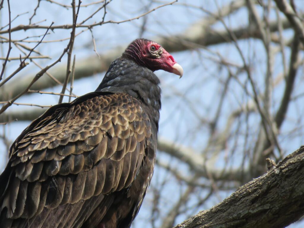 Turkey Vulture