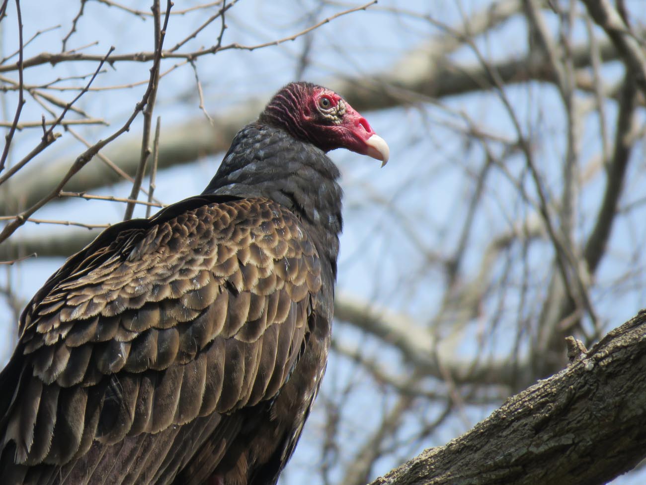 Turkey Vulture