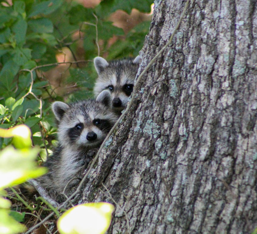 Two raccoons in a tree