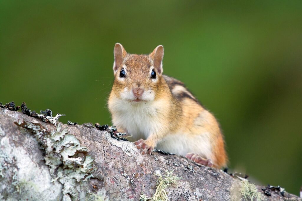 Chipmunk